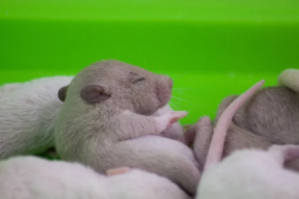 Un nouveau-né rongeur est couché à côté de ses frères. Gros plan sur bébé souris . — Photo