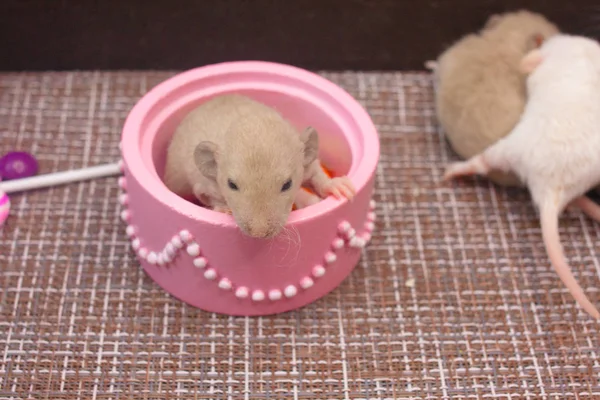 La rata está sentada en una caja rosa. El ratón está en la caja . —  Fotos de Stock