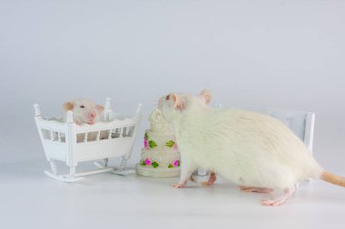 Doğum günü konsepti. Pastanın arka planında fareler.