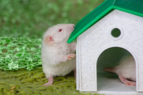 Bir sıçan yeşil çatılı küçük bir dekoratif evin yanında duruyor. — Stok fotoğraf