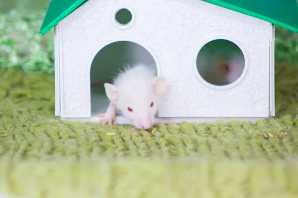 Un ratón beige se sienta en una casa de juguetes blanca. Pequeño primer plano de rata . —  Fotos de Stock