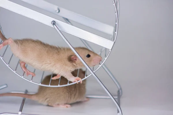 Das Konzept des Aufruhrs. die Ratte läuft im Rad. — Stockfoto