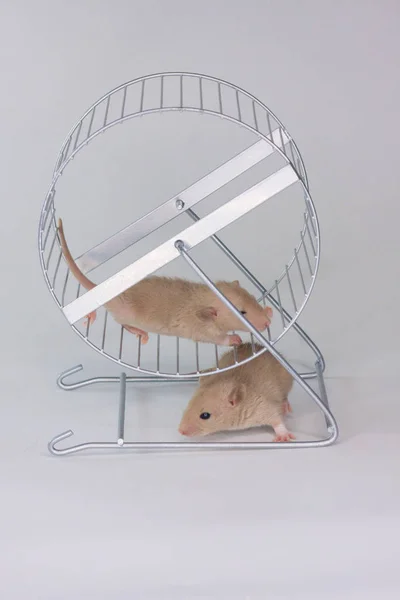 Las ratas corren en el volante. Los ratones hacen girar una rueda especial para roedores . — Foto de Stock