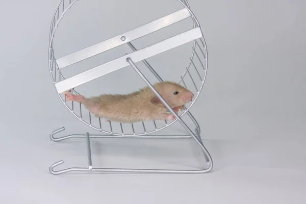 The concept of fatigue. The mouse is in the wheel.