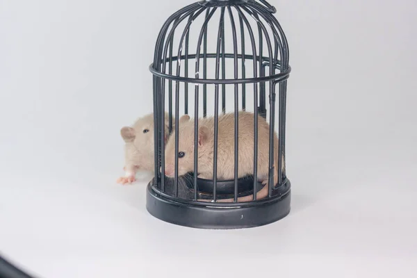 Concetto di prigione Il topo si siede in una piccola gabbia . — Foto Stock