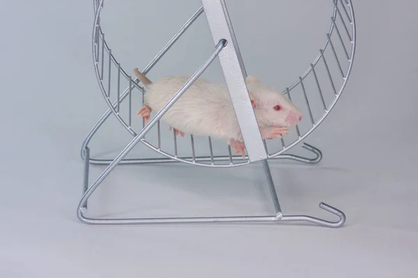 リッピングの概念。マウスは車輪の中で動く. — ストック写真