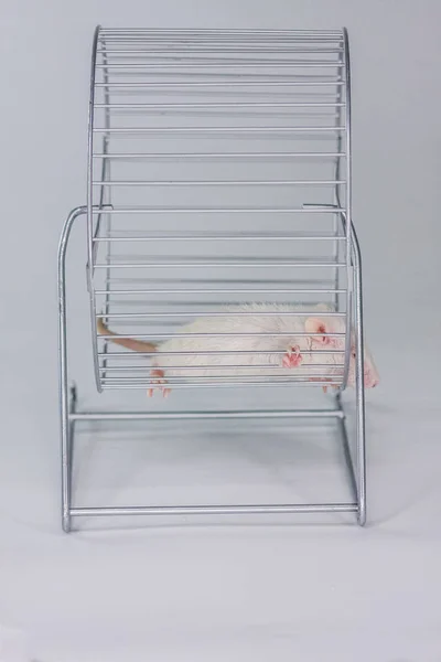 El concepto de descanso. El ratón está cansado de correr en la rueda . — Foto de Stock