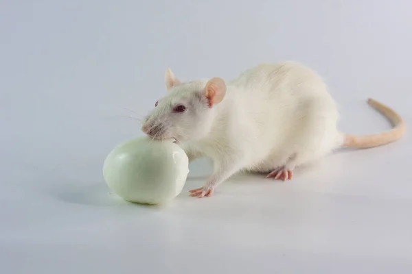 Begreppet diet. Råttan äter ett ägg. — Stockfoto