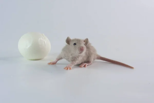 Ratte mit gekochtem Ei auf grauem Hintergrund. — Stockfoto