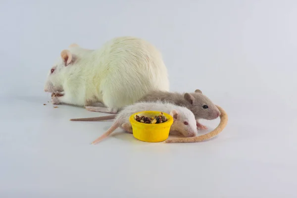 Le rat mange avec ses petits. Rongeurs décoratifs gros plan . — Photo
