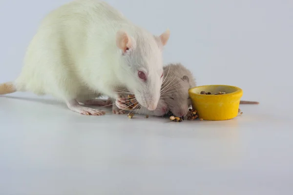La souris mange avec ses enfants. Gros plan sur le rat. animaux décoratifs mangent . — Photo