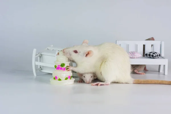 Ratte frisst Kuchen. die Maus beißt in einen schönen Kuchen. — Stockfoto