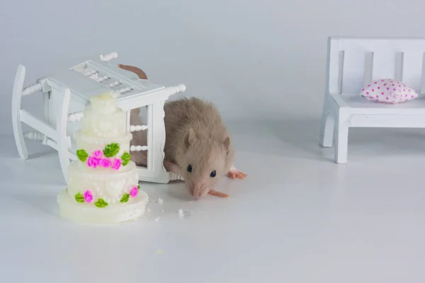 Conceito de férias. Rato no fundo do bolo . — Fotografia de Stock