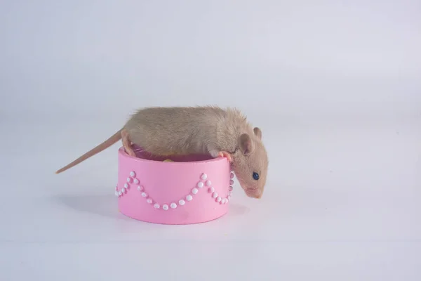 Sitzt die Ratte in einer rosa Schachtel. Maus im Kasten. — Stockfoto