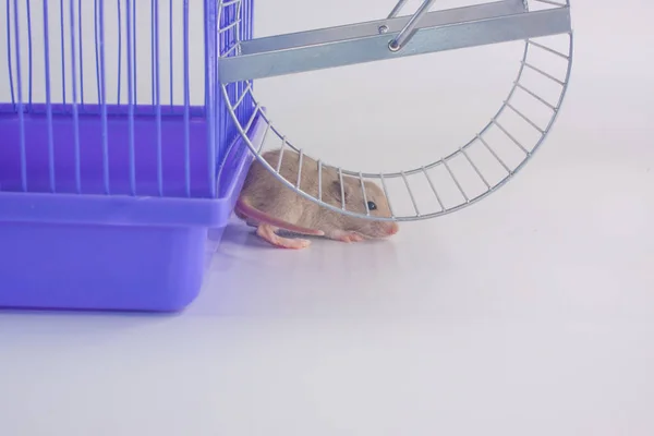 Domowe gryzonie zbliżenie. Szczur siedzi pod kołem w klatce. — Zdjęcie stockowe