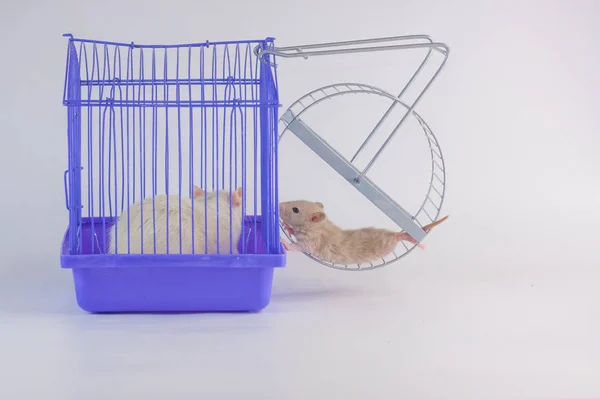 The mouse turns the wheel. The rat sits in a cage.