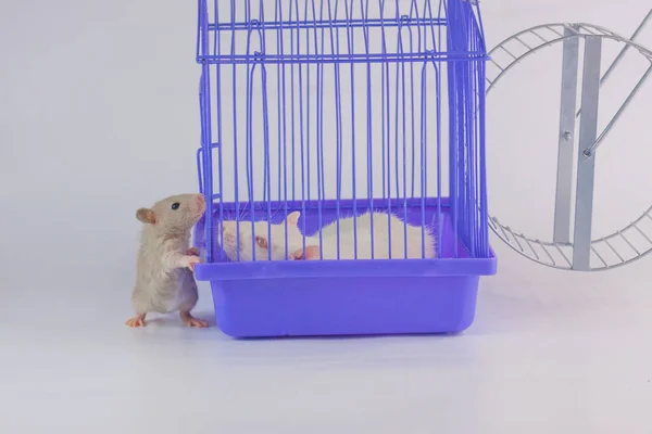 Koncept přátelství. Myši komunikují skrz klec. — Stock fotografie