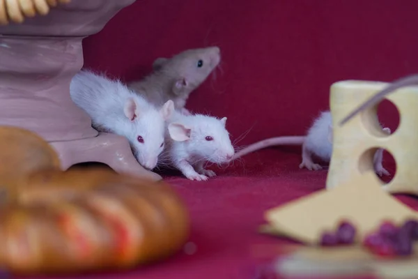 Vacaciones de ratón. Los ratones están sentados en una mesa roja. Roedores decorativos con bollos . — Foto de Stock