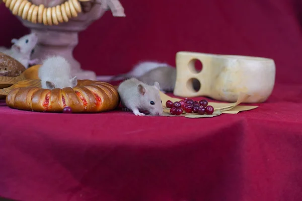 Stilleven met dieren. Muizen zitten op een rode tafel. — Stockfoto