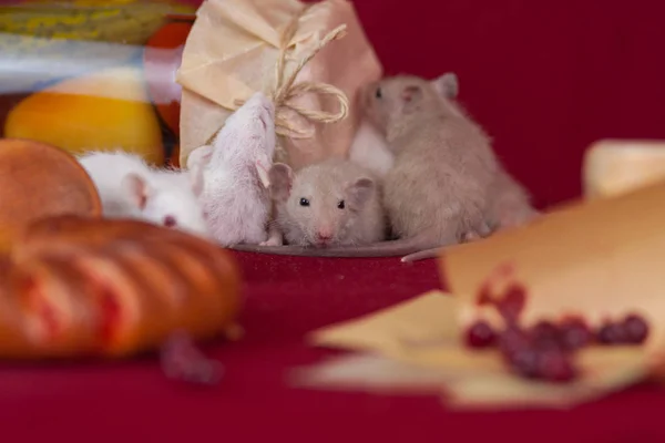 Az ízletes élvezet fogalma. Az egerek a vörös asztalon ülnek.. — Stock Fotó