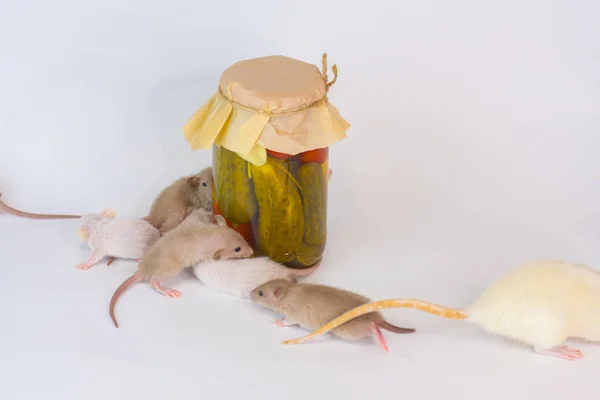 Yemek pişirmek. Elinde turşu kavanozu olan bir fare. Turşulu fare.. — Stok fotoğraf