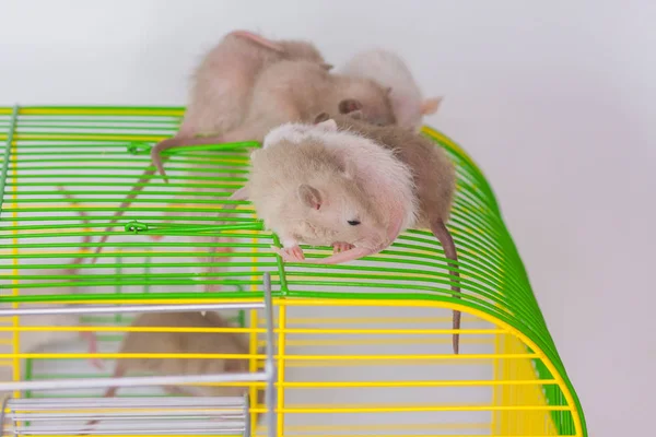 Pequeños animales. Los ratones están sentados en una jaula verde . —  Fotos de Stock