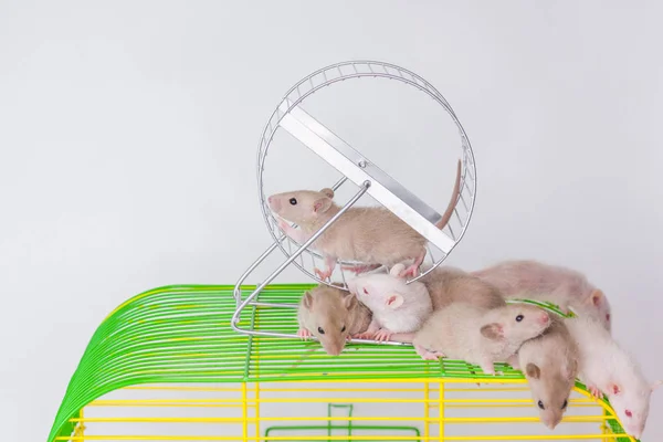 L'animal tourne la roue. Les souris sont assises sur une cage verte . — Photo