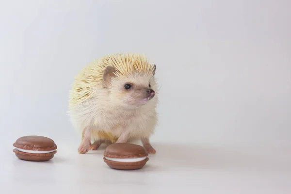 Hedgehog on a background of candy. Rodent with cookies. — Stock Photo, Image