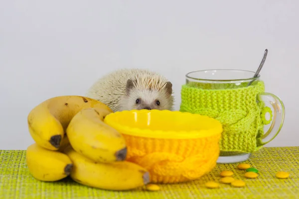 Hedgehog på bakgrunden av disken. Gnagare med glasögon. — Stockfoto