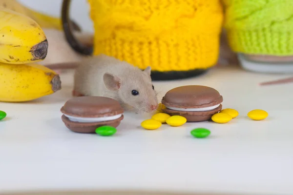 Concept traktatie. Dier met koekjes. Decoratieve dieren close-up. — Stockfoto