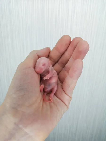 O conceito de indefesa. Pequeno rato careca jaz na palma da mão humana . — Fotografia de Stock