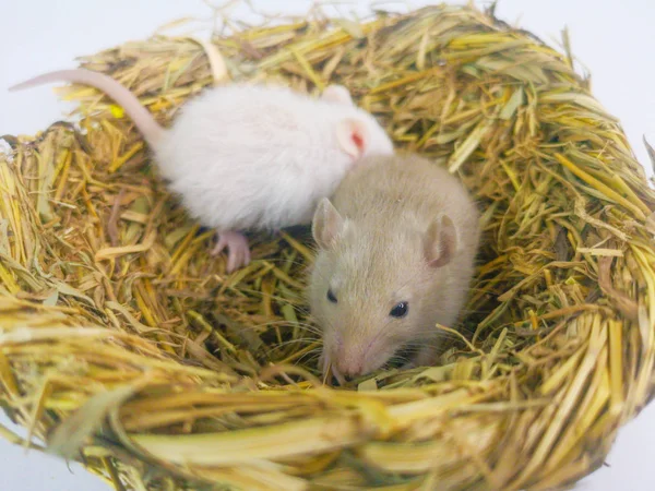 The concept of a family nest. Rats are sitting in the nest. — Stock Photo, Image