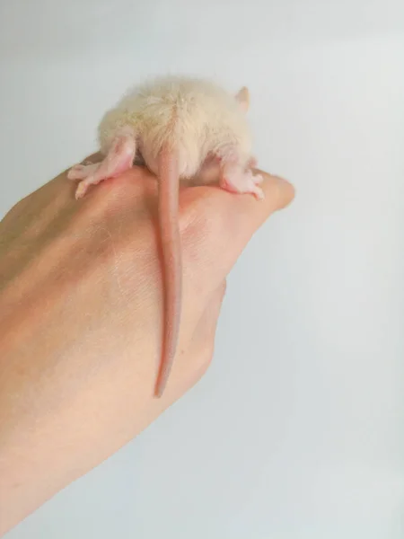 Eine Ratte sitzt auf der Hand eines Mannes. die Maus lehnt sich auf die menschliche Handfläche zurück. — Stockfoto