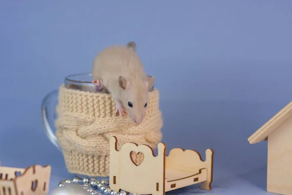 Бежевая мышь сидит в новогоднем стакане . — стоковое фото