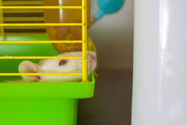 El hocico del ratón mira fuera de la jaula. Una rata blanca se sienta en una jaula verde . —  Fotos de Stock