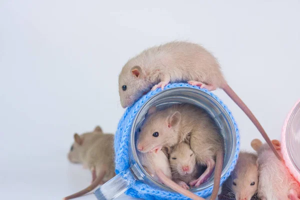 A lot of rats sitting in beautiful circles. Mice sit in glasses. — Stock Photo, Image
