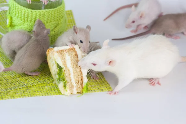 Krysy jedí dort. Myši na pozadí brýlí a sladkostí. — Stock fotografie