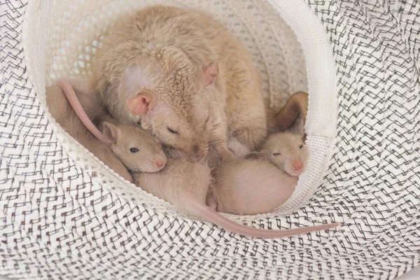 El concepto de confort. Los ratones están sentados en un sombrero . — Foto de Stock