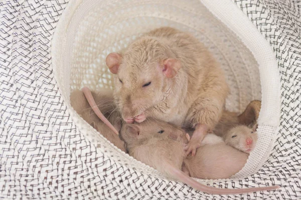 Mamá ratón se sienta con los cachorros en el sombrero. Rata con niños en un tocado . — Foto de Stock