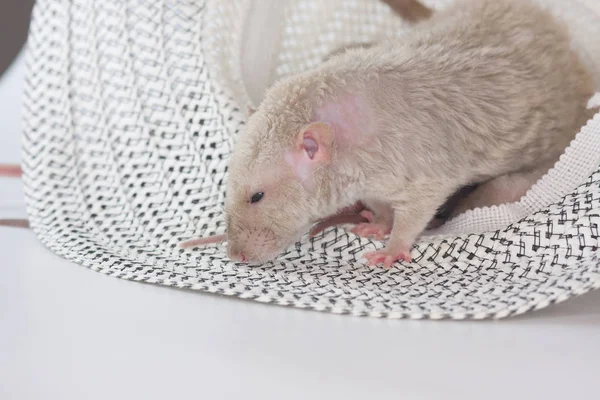 Knaagdieren klommen in de hoed. Muizen zitten in een hoofdtooi. — Stockfoto