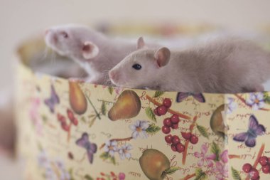 Parlak fareler hediye kutusunda otururlar. Dekoratif kemirgenler yakın plan.