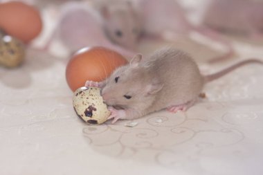 Fare bıldırcın yumurtasını ısırır. Fare yiyor..