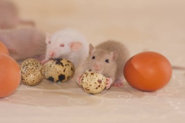 Ellerinde yumurtaları olan süslü fareler..