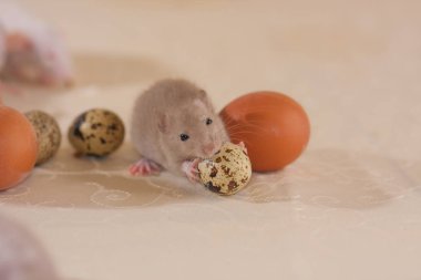 Bej fare elinde bıldırcın yumurtası tutuyor..