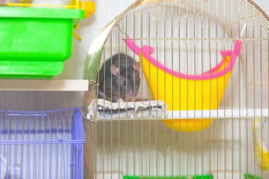 Siyah bir fare kafeste oturur. Yerli kemirgenler yakın çekim.