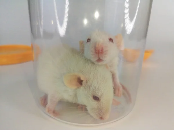 Os ratos estão sentados num frasco. O rato está num recipiente transparente . — Fotografia de Stock