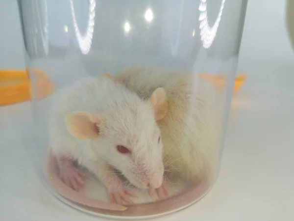 Mice are sitting in a jar. The rat is in a transparent vessel. — Stock Photo, Image