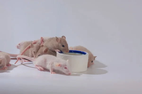 Small mice drink milk from a bowl. Many rats eat from one plate. — Stock Photo, Image