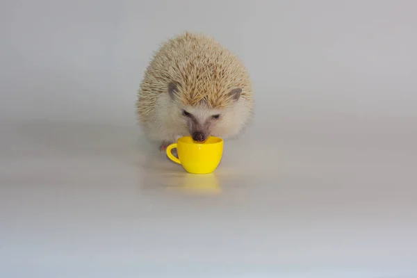 Ein kleiner Igel trinkt aus einem gelben Becher. — Stockfoto