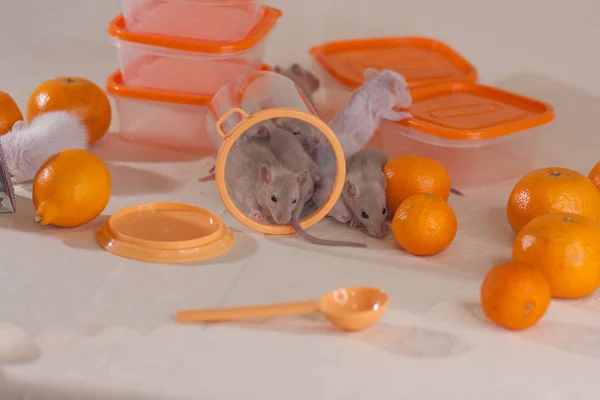 Los ratones están sentados en la mesa contra el fondo de utensilios de cocina de color naranja . —  Fotos de Stock
